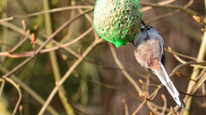 Schwanzmeise (02).jpg